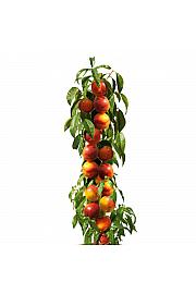 Prunus nucipersica Fantasia C5 Lit. 60-80 cm Stebričasta