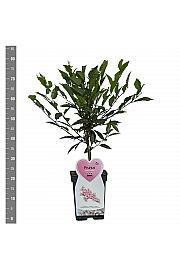 Prunus nipponica Ruby C5 Lit. 60-80 cm