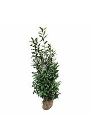 Prunus laurocerasus Caucasica bala 175-200 cm