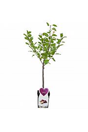Prunus domestica Opal C5 Lit. 80-100 cm Patio