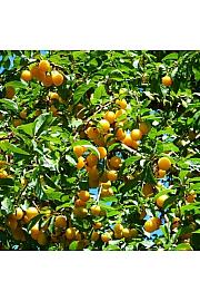 Prunus domestica Mirabello C5 Lit. 60-80 cm Na stabljici