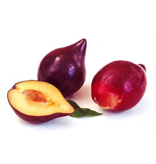 Prunus domestica Black Shark C5 Lit. 60-80 cm Na steblu