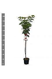 Prunus avium Sunburst C7,5 Lit. 175-200 cm Na steblu 100 cm