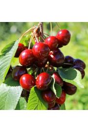 Prunus avium Maynard C5 Lit. 60-80 cm Stebričasta