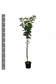 Prunus avium Hedelfinger Riesenkirsche C7,5 Lit. 175-200 cm Na steblu 100 cm