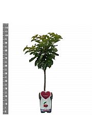 Prunus avium Hedelfinger Riesenkirsche C5 Lit. 80-100 cm Patio