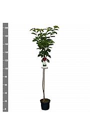 Prunus avium Grosse Schwarze Knorpelkirsche C7,5 Lit. 175-200 cm Na steblu 100 cm