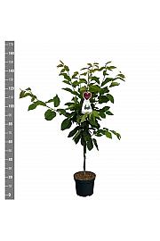 Prunus avium Grosse Schwarze Knorpelkirsche C7,5 Lit. 125-150 cm