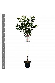Prunus avium Bigarreau Napoléon C7,5 Lit. 175-200 cm Na steblu 100 cm