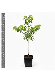 Prunus armeniaca Tiger C5 Lit. 60-80 cm Na steblu 40 cm