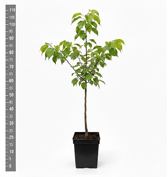 Prunus armeniaca Tiger C5 Lit. 60-80 cm Na steblu 40 cm