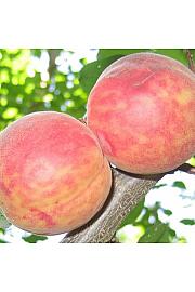 Prunus armeniaca Tiger C5 Lit. 60-80 cm Na stabljici 40 cm