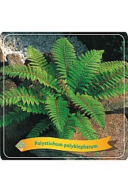 Polystichum Polyblepharum C5 Lit.