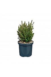 Podocarpus x Jalako Red ® (=Crveni poljubac) C2.5 lit. 15-20 cm