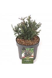 Podocarpus macrophyllus Crveni tip C2.5 lit. 20-25 cm