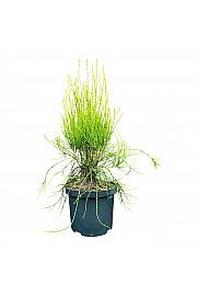 Platycladus orientalis Franky Boy C5 Lit. 25-30 cm