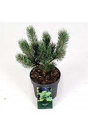 Pinus sylvestris Watereri C2.5 Lit. 25-30 cm