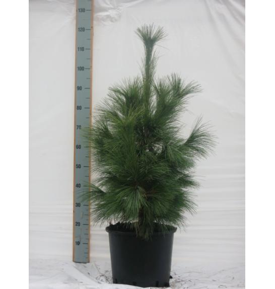 Pinus sylvestris Watereri C15 Lit. 40-50 cm