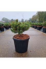 Pinus parviflora Kusu Dama C8 Lit. 25-30 cm