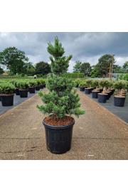 Pinus parviflora Bonnie Bergman C20 Lit. 60-70 cm
