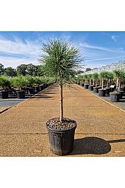 Pinus nigra Summer Breeze C8 Lit. Na steblu 40 cm Krošnja 25 cm