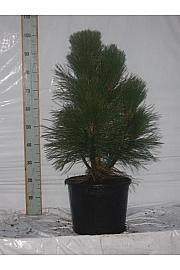 Pinus nigra Pyramidalis C15 Lit. 100-120 cm