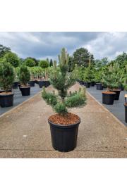 Pinus nigra Oregon Green C20 Lit. 70-80 cm