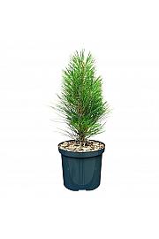 Pinus nigra Green Tower C2,5 Lit. 20-25 cm