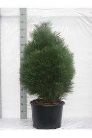Pinus nigra Green Tower C10 Lit. 60-80 cm