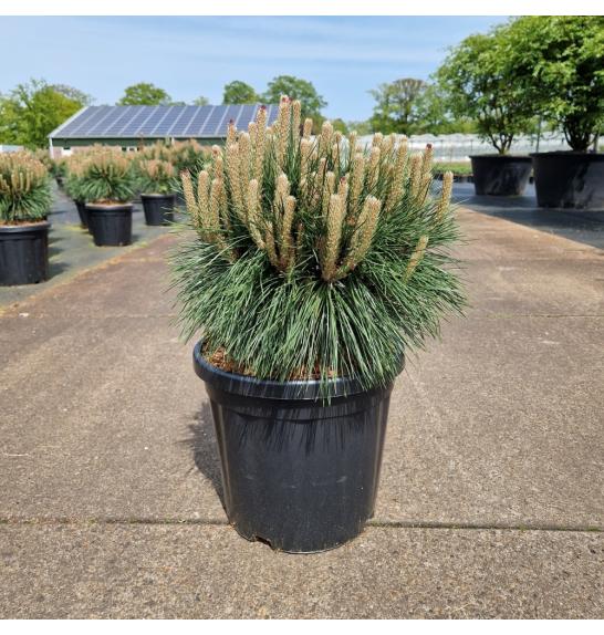 Pinus nigra Brepo® C18 Lit. 40-50 cm