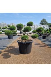 Pinus nigra Brepo extra old C65 Lit. 80-90 cm Bonsai