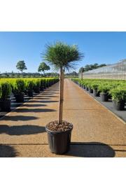 Pinus nigra Brepo C8 Lit. Na steblu 50 cm Krošnja 25-30 cm