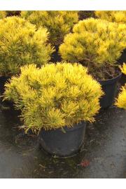 Pinus mugo Wintergold C15 Lit. 40-50 cm
