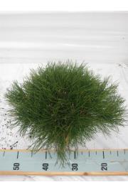 Pinus mugo Pumilio C5 Lit. 40-50 cm