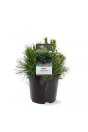 Pinus mugo Pumilio C3 Lit. 25-30 cm
