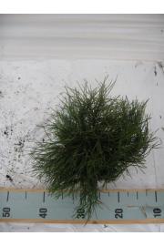 Pinus mugo Pumilio C2 Lit. 20-25 cm