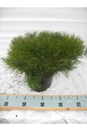 Pinus mugo Pumilio C15 Lit. 60-70 cm
