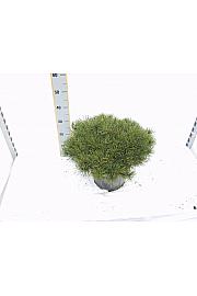 Pinus mugo Pumilio C25 Lit. 70-80 cm