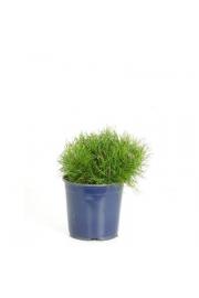 Pinus mugo mughus C2 Lit.15-20 cm