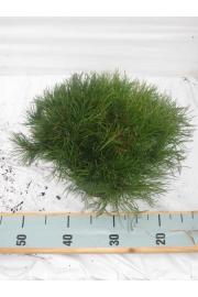Pinus mugo Mughus C2 Lit. 20-30 cm