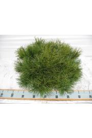 Pinus mugo Mughus C10 Lit. 60/-+ cm