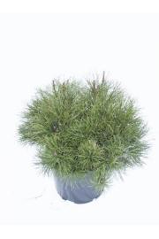 Pinus mugo Mughus C10 Lit. 50/-+ cm