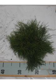 Pinus mugo Mughus C1 Lit. 15-20 cm