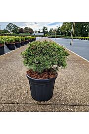 Pinus mugo Mops C6 Lit. 20-25 cm
