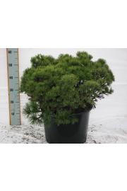 Pinus mugo Mops C15 Lit. 50-60 cm