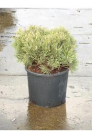 Pinus mugo Mops C15 Lit. 40-50 cm
