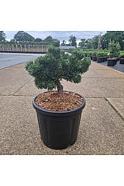 Pinus mugo Jakobsen C11 Lit. 30-35 cm