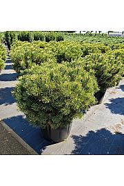Pinus mugo Carstens Wintergold C65 Lit. 70-80 cm
