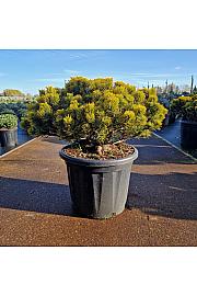 Pinus mugo Carstens Wintergold C35 Lit. 50-60 cm