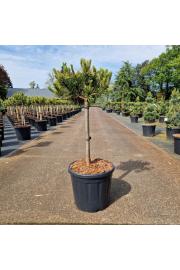 Pinus mugo Carstens Wintergold C15 Lit. Na steblu 40 cm Krošnja 30-35 cm